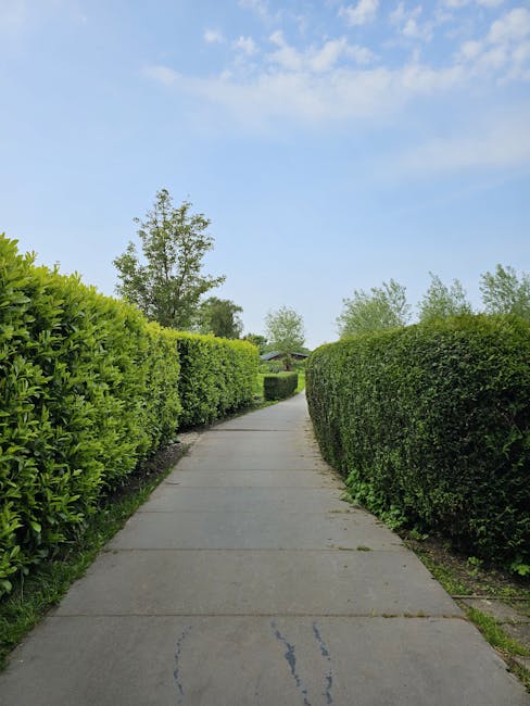 A straight concrete pathway in a well-maintained garden, flanked on both sides by neatly trimmed, dense green hedges. The hedges are vibrant and uniform in height, creating a tidy border along the walkway. In the background, taller trees with light green foliage rise against a clear blue sky with a few scattered clouds. The surface of the pathway appears smooth, with some natural cracks and subtle markings. The surrounding garden area looks lush and orderly, indicating recent hedge trimming and garden maintenance by Gardeners Belgravia. The scene is brightly lit, suggesting daylight hours, and the overall environment exudes a sense of careful landscaping and outdoor care designed for aesthetic appeal and easy garden access.