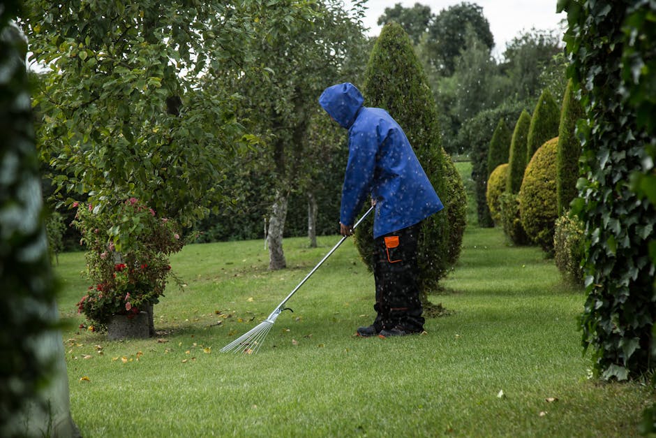 A gardener wearing a blue waterproof jacket with the hood up and black trousers with orange accents is performing garden maintenance in a lush, well-manicured garden during rainy weather. The gardener is using a handheld rake to gather fallen leaves from the neatly trimmed, vibrant green lawn. To the left, there is a small flowering shrub with pink and red blossoms, while to the right, tall, conically shaped evergreen shrubs create a structured border along the pathway. In the background, a variety of trees and bushes with dense foliage provide a lush backdrop, all under overcast, cloudy skies. The wet soil and shiny leaves reflect the subdued natural light, adding to the overall impression of ongoing landscape care, likely part of hedge trimming and tree work carried out by Gardeners Belgravia, as suggested by the context of the page about same-day urgent garden and hedge work.