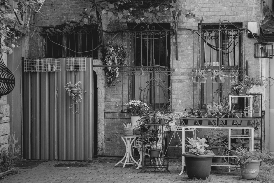 A small urban courtyard garden in black and white, featuring a variety of potted plants and planters arranged on metal shelving units and a white table. The plants include leafy foliage and flowering varieties, with some in round pots placed on the ground and others on a multi-tiered rack. The backdrop consists of a brick wall with three windows, each protected by decorative wrought iron bars. One window is partially obscured by hanging plant baskets, and a small shelf attached to the wall holds additional containers. To the left, a metal sheet door is decorated with a hanging flower arrangement. The area appears well-maintained, with textured paving stones underfoot and a mix of textures from the plants, metal furniture, and brick wall, all captured in natural daylight. Gardeners Belgravia, a professional gardening company, specializes in garden maintenance and landscaping work, as reflected in this thoughtfully arranged courtyard designed for outdoor enjoyment and visual appeal.