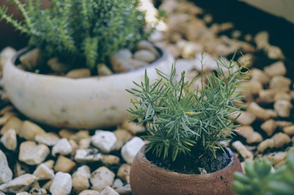 Close-up of two potted plants in a garden setting situated among small, rounded white and beige stones. The foreground features a small shrub with slender, elongated green leaves growing densely in a terracotta pot. Slightly behind, a larger plant with green, needle-like leaves is potted in a cream-colored, shallow ceramic container. The background includes a gravel surface, suggesting a well-maintained area for garden maintenance, landscaping work, or outdoor care. The lighting appears natural and soft, highlighting the textures of the plants and stones, consistent with a garden courtyard or planter display. This scene exemplifies careful plant arrangement and garden bed organisation, natural textures, and detail, emphasising the expertise of Gardeners Belgravia in outdoor maintenance, as described on the Victoria Station garden maintenance guide page.